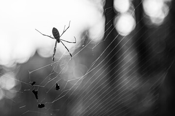 A black and white image of a spider waiting for a prey.