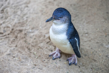 The Fairy penguin or blue penguin is so cute and local animal in phillip island,Australia
