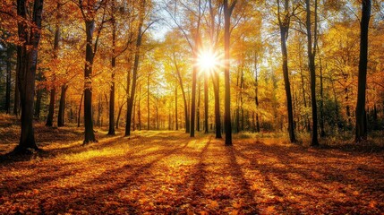 Fototapeta premium Golden Autumn Forest