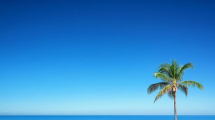 Fototapeta premium coconut palm tree with blue sky background
