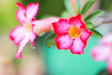 vibrant Adenium Obesum (Desert Rose) flowers blooming on a branch, contrasting beautifully against a green, blurred background