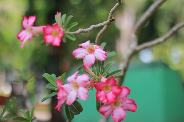 vibrant Adenium Obesum (Desert Rose) flowers blooming on a branch, contrasting beautifully against a green, blurred background
