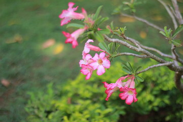 vibrant Adenium Obesum (Desert Rose) flowers blooming on a branch, contrasting beautifully against a green, blurred background