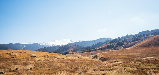 Vast highland prairie transitioning into a dense conifer forest with snow-dusted mountain peaks in the distance under a hazy blue sky