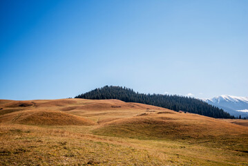 Obraz premium an expansive golden meadow with a dense evergreens, with a backdrop of distant snow-capped mountains under a vast clear blue sky, a striking contrast between the warm and cool tones of the landscape