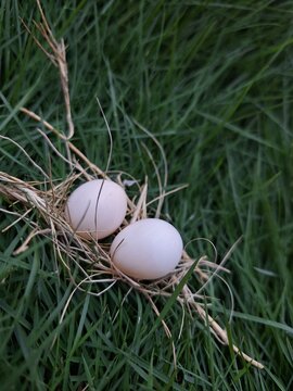 Two unfertilized bird's egg.