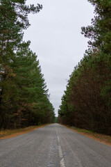 road in the forest