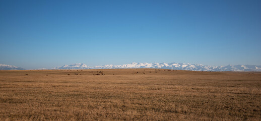 Fototapeta premium a pastoral scene with a herd of horses grazing on the vast golden steppe, set against a stunning backdrop of towering snow-capped mountains under a clear blue sky
