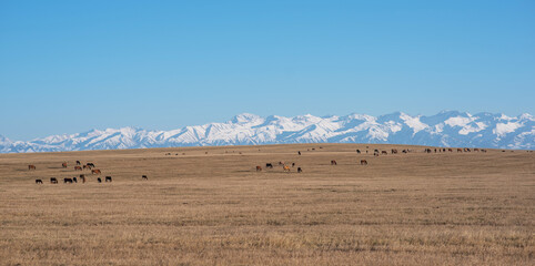 Fototapeta premium a pastoral scene with a herd of horses grazing on the vast golden steppe, set against a stunning backdrop of towering snow-capped mountains under a clear blue sky