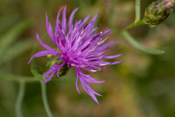 Spotted knapweed blooming in summer meadow