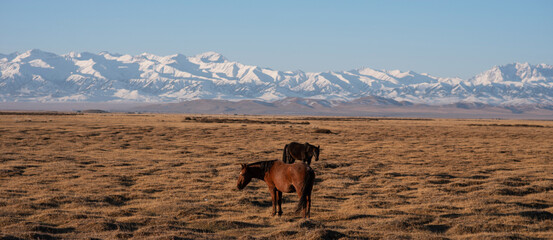 Two horses graze in the vast steppe, with the golden grasses contrasting sharply against the distant majestic snow-capped mountain range under a clear azure sky.