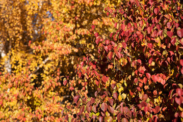 Obraz premium a vibrant display of autumn leaves, with a rich gradient from deep red to bright yellow, creating a warm, textured tapestry against the soft glow of the sunlight