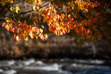 a delicate array of autumn leaves in shades of orange and red, back lit by the sun with a soft-focus river in the background, embodying the tranquil beauty of fall