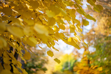 A close-up view of vibrant yellow leaves on a tree in an autumn park. The warm hues of the foliage contrast beautifully with the soft-focus background, capturing the essence of fall's golden splendor