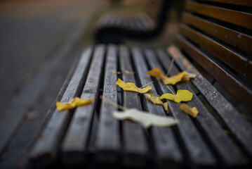 Golden autumn leaves rest on an empty wooden bench in a serene park. The blurred background highlights the solitude and tranquility of the scene, capturing the peaceful essence of a crisp fall day.