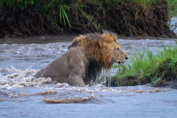 Male lion climbs riverbank dripping with water