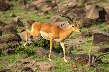 Male impala crosses rocky hillside watching camera