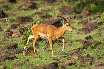 Fotobehang Male impala gallops across rocks on hillside © Nick Dale