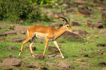 Male impala walks across rocks on hillside