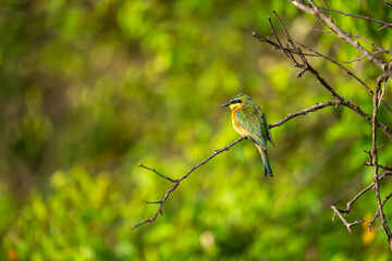 Little bee-eater on thin branch looks down