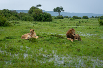 Male and female lions lie in savannah