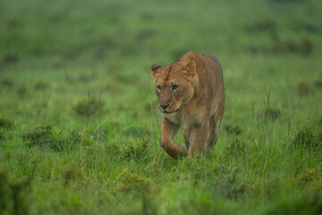 Lioness walks across grass in heavy rain