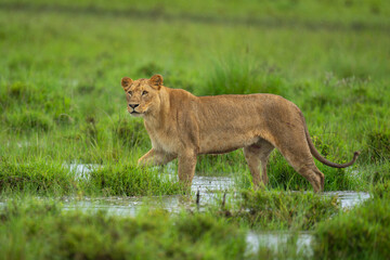 Lioness walks across flooded savannah in rain