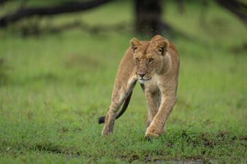 Lioness stands turning on grass placing paw