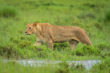 Lioness walks beside water on grassy floodplain