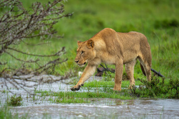 Lioness walks across flooded grassland lifting forepaw