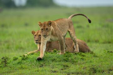Lioness walks away from another on mound