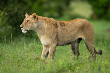 Lioness stands staring over grassland near bushes