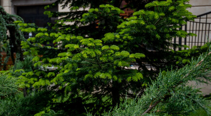Vibrant green coniferous trees flaunt their fresh needles, with a softly blurred background highlighting urban fencing and hints of residential architecture