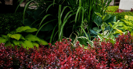 a rich tapestry of garden plants, highlighting diverse textures and colors. In the foreground, red-leafed shrubs provide a vibrant contrast to the broad, bright green leaves of hostas