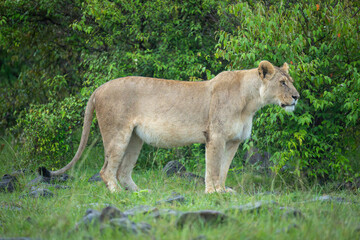 Lioness stands watching camera in rocky grassland