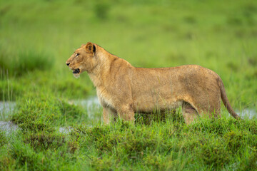 Lioness stands watching butterfly on grassy floodplain