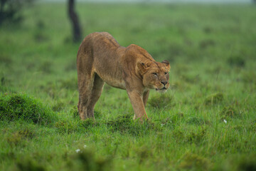 Lioness stands stretching on grass in rain