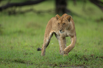 Lioness stands turning on grass lifting forepaw