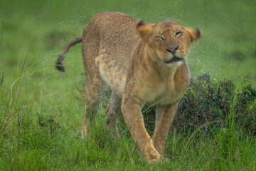 Lioness stands shaking away rainwater from head