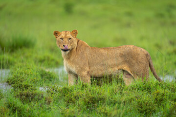 Lioness stands on grassy riverbank licking lips