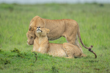 Lioness stands nuzzling another lying on grass