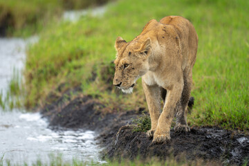 Lioness stands looking over stream in savannah