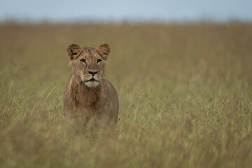 Lioness stands in tall grass staring ahead