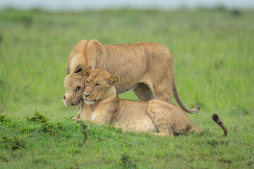 Lioness stands nuzzling another lying on savannah