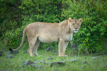 Lioness stands near leafy bushes watching camera