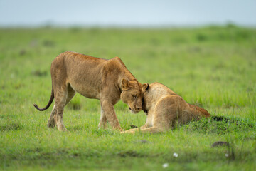 Lioness stands nuzzling sister lying on grassland