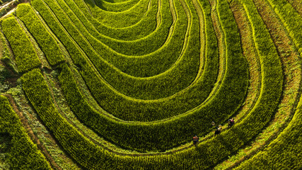 Golden ripe rice on terraced fields, Mu Cang Chai, Yen Bai, Vietnam and the harvest season has also begun. Photo taken in Yen Bai, Vietnam in October 2022