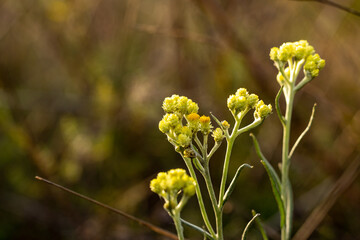 Helichrysum italicum flowers growing in a field at sunset