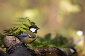 Bird - Colorful great tit Parus major drinking water and bathing in forest pond, photographed in horizontal, amazing background, summer time