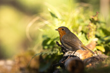Bird Robin Erithacus rubecula, small bird in forest puddle, summer time in Poland Europe bird drinking water